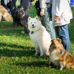 Hundetraining Dortmund: Tipps und Empfehlungen für eine erfolgreiche Hundeerziehung
